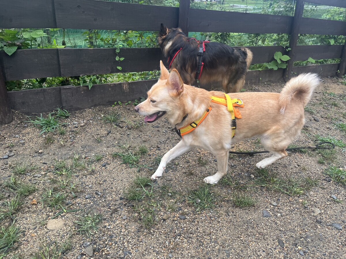 大阪の老犬ホーム