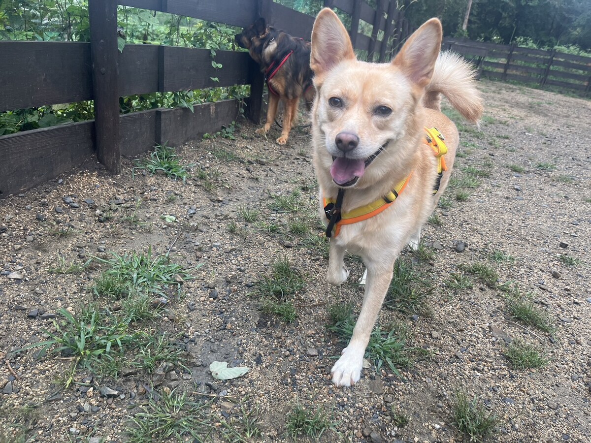 老犬ホームあん