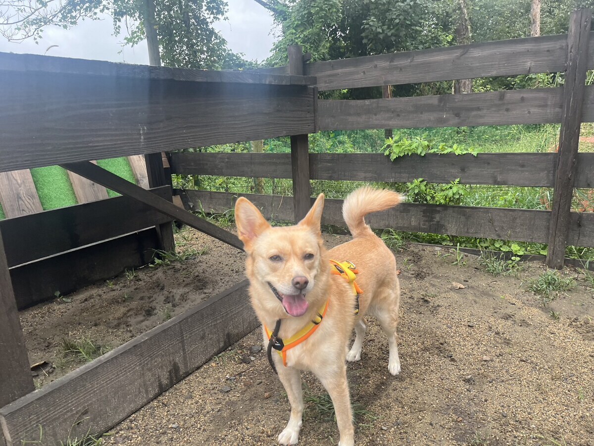 老犬