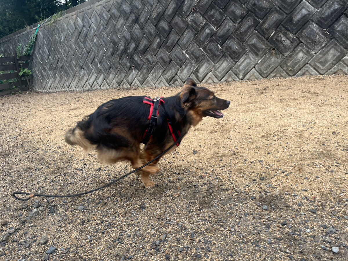 老犬ホーム大阪