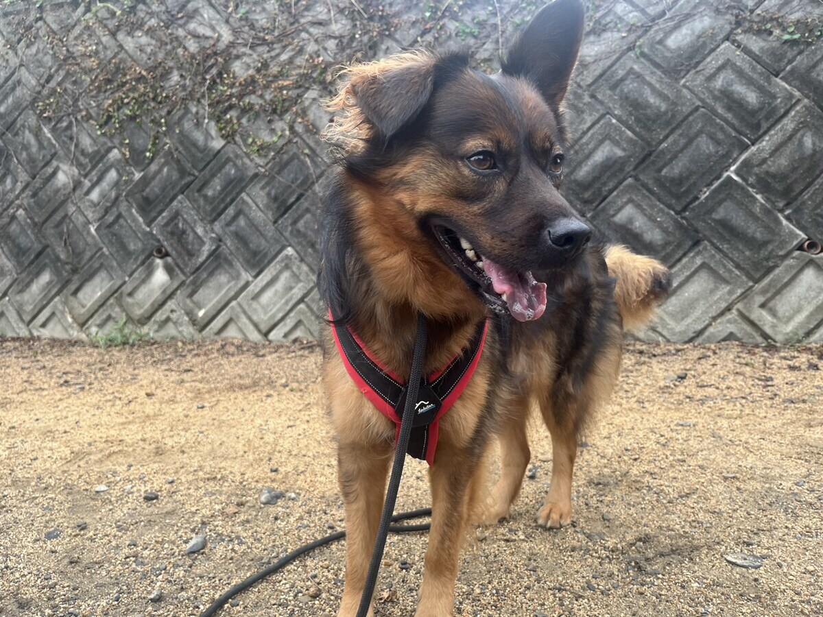 老犬ホームあん