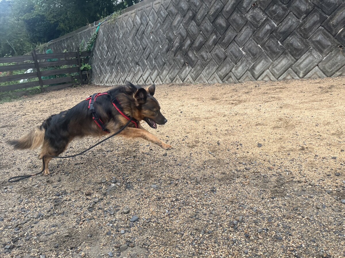 老犬ホーム大阪