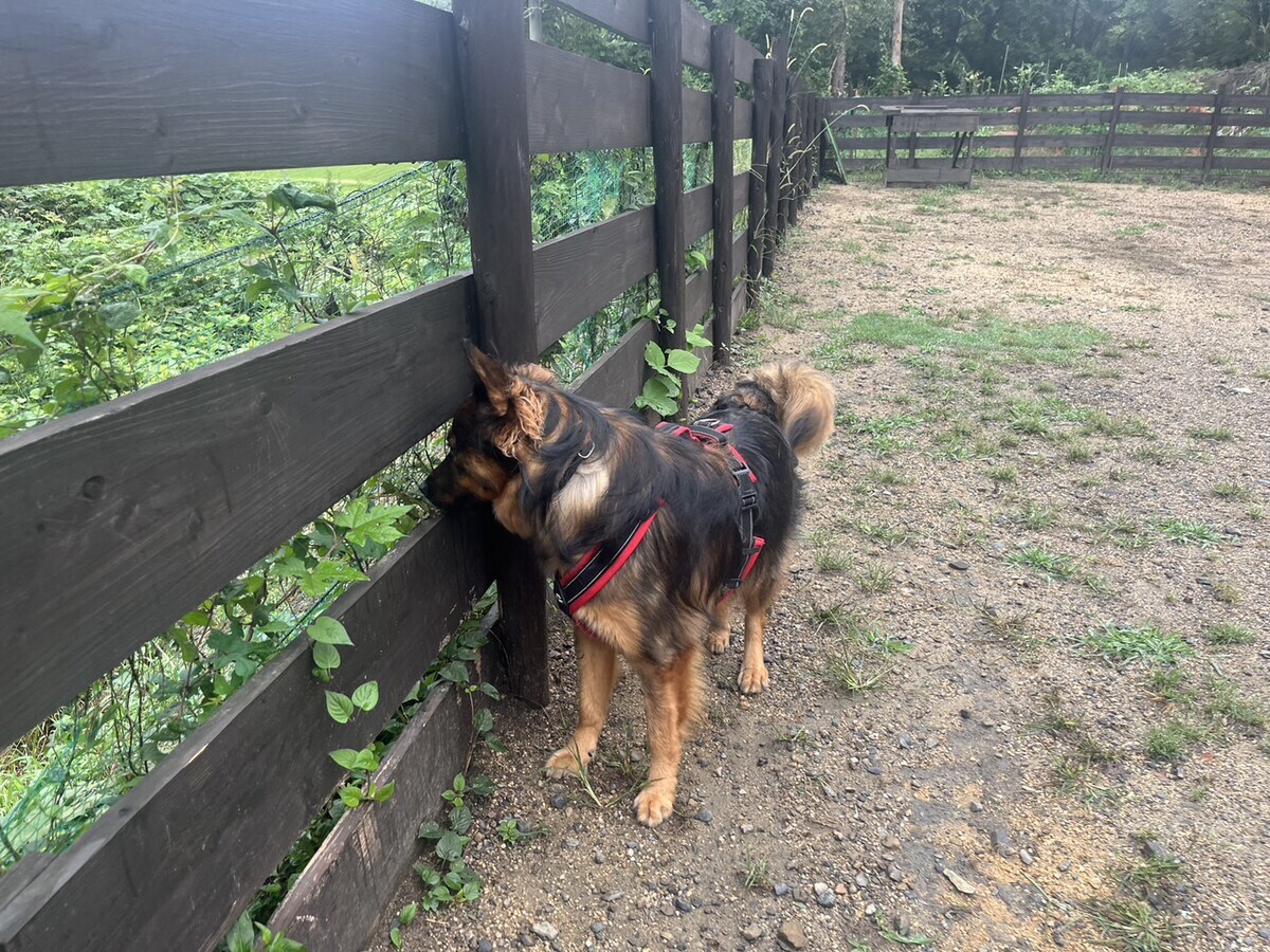 老犬ホームあん