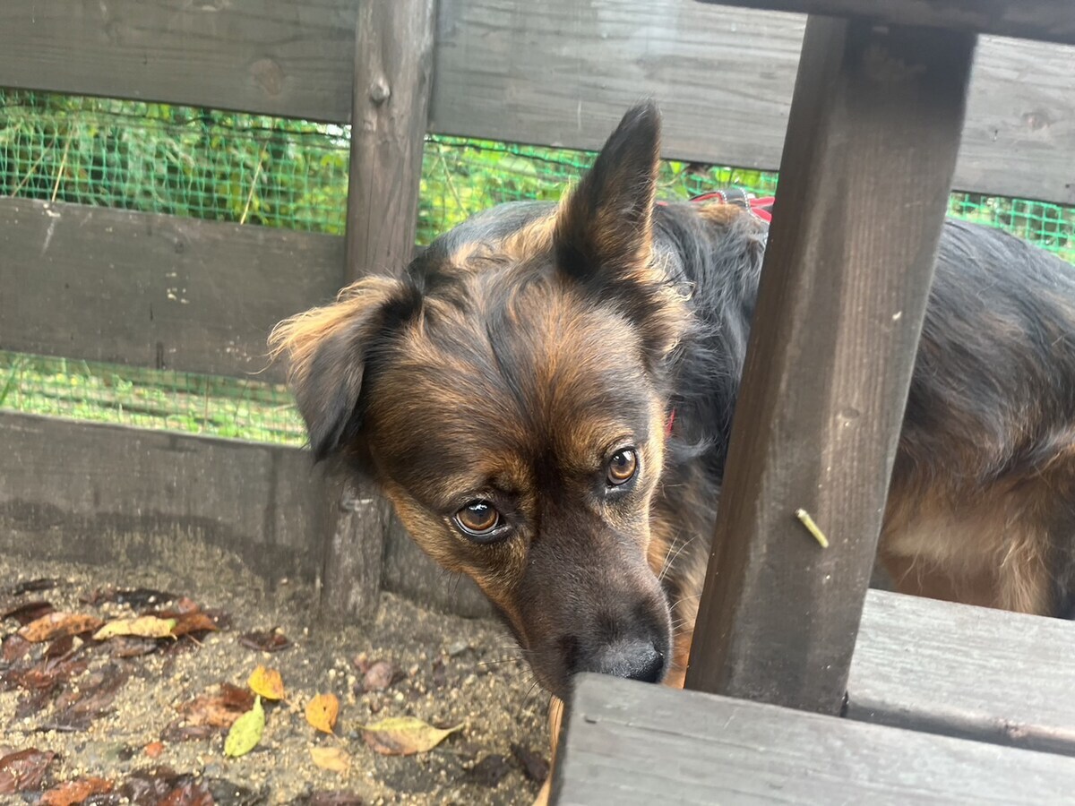 老犬