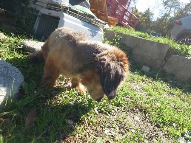 老犬ホーム大阪