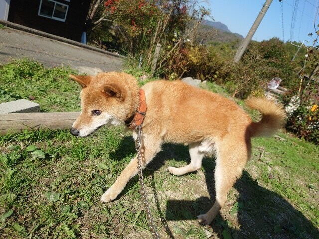 大阪の老犬ホーム