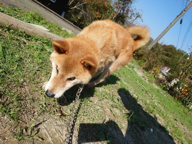 ドッグホテル京都