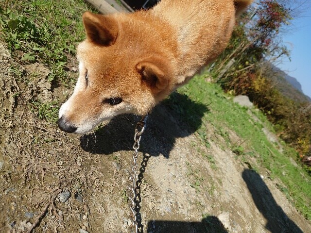老犬ホーム大阪