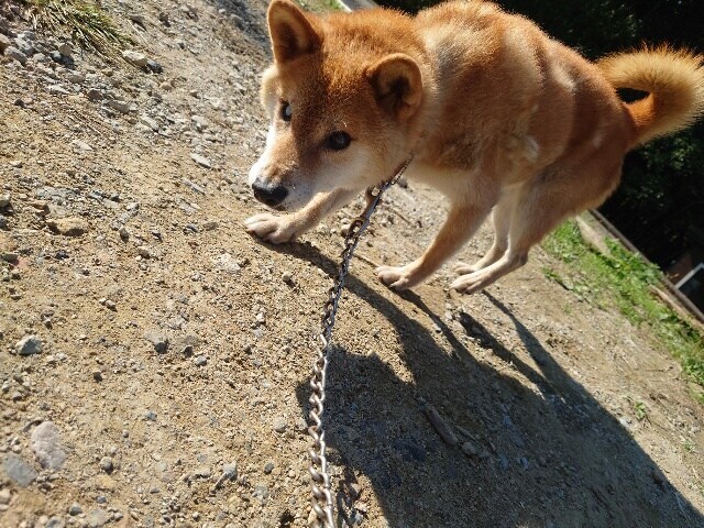 老犬ホームあん