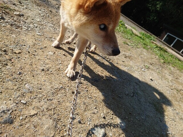 大阪の老犬ホーム