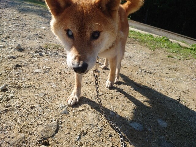 大阪の老犬ホーム
