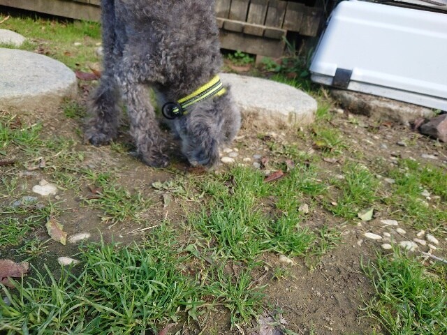 老犬ホーム大阪