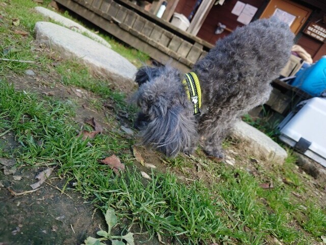 老犬ホーム大阪
