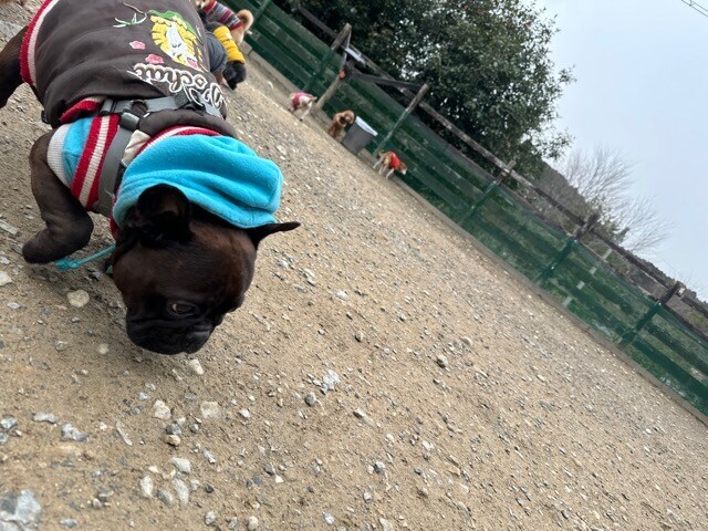 老犬ホーム大阪