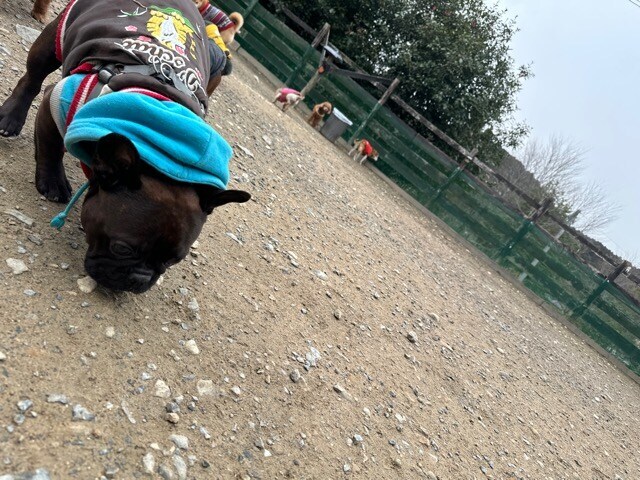 老犬ホームあん