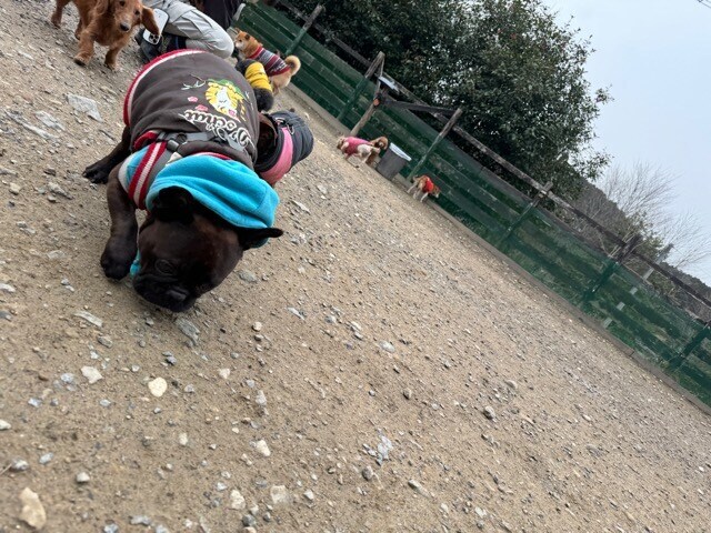 大阪の老犬ホーム