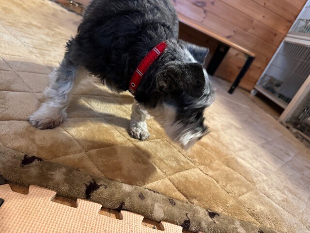 老犬ホームあん