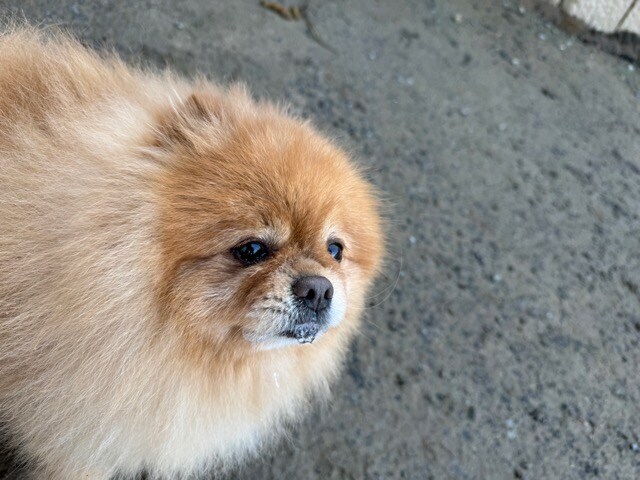 老犬ホーム大阪