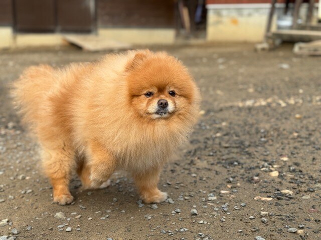 老犬ホームあん