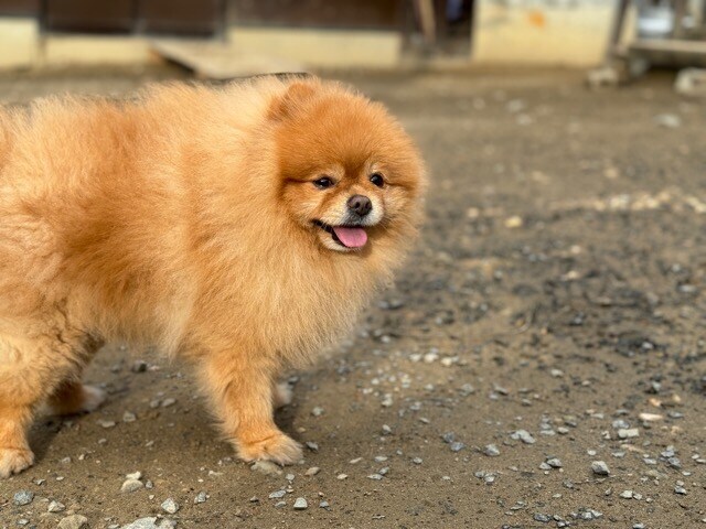 大阪の老犬ホーム