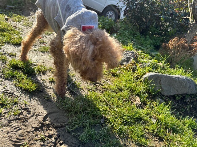 老犬ホーム大阪