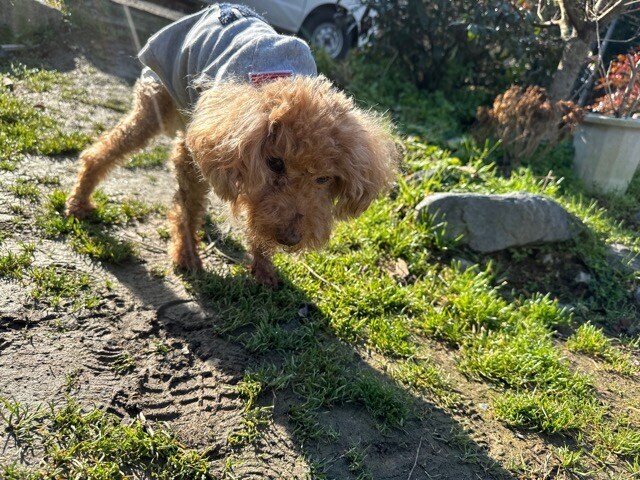老犬ホームあん
