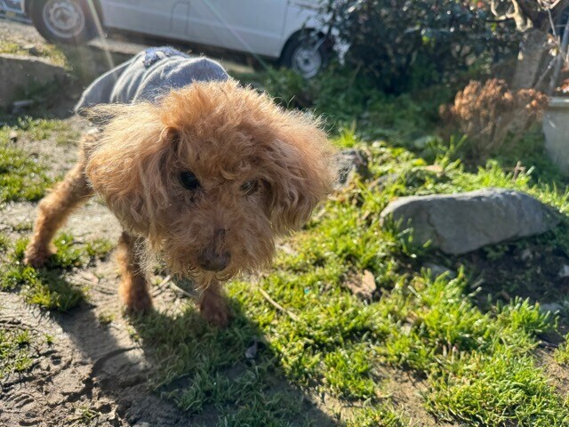 大阪の老犬ホーム