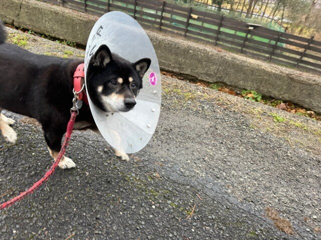 ドッグホテル京都