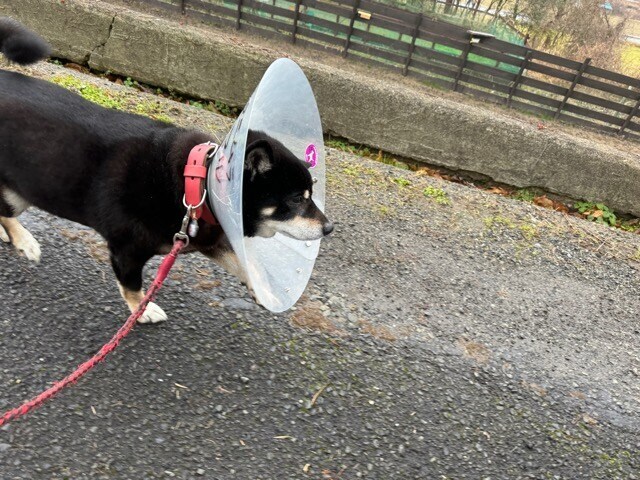 老犬ホーム大阪