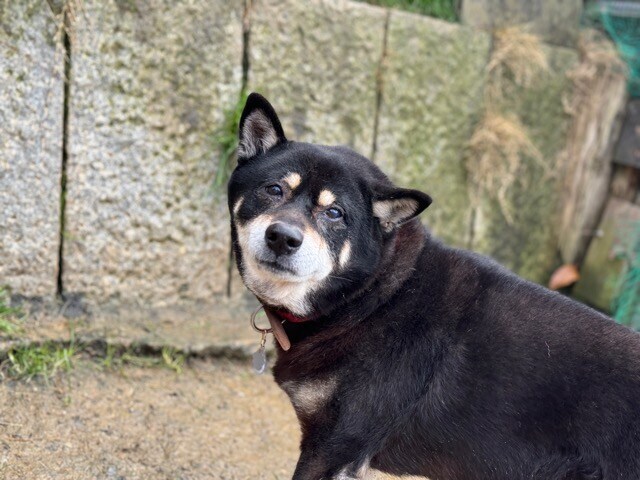 大阪の老犬ホーム