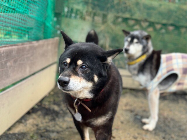 大阪の老犬ホーム