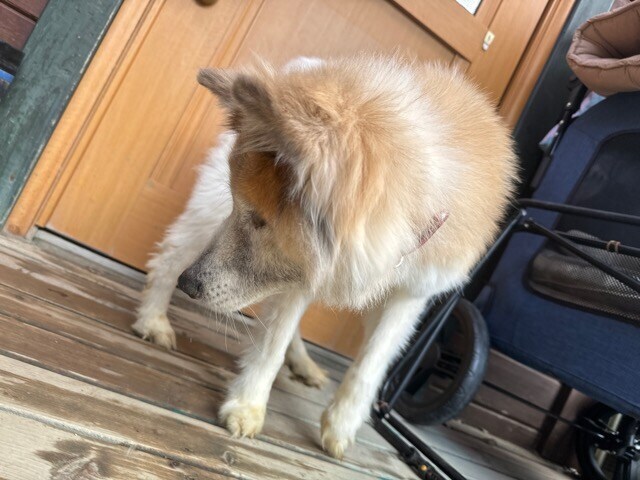 老犬ホームあん