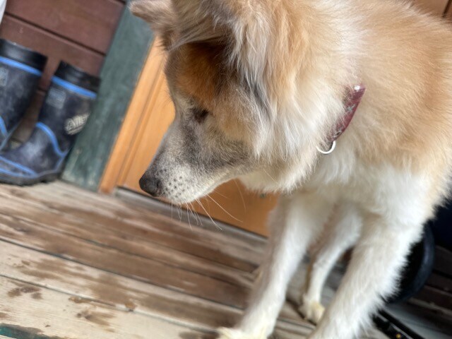 大阪の老犬ホーム