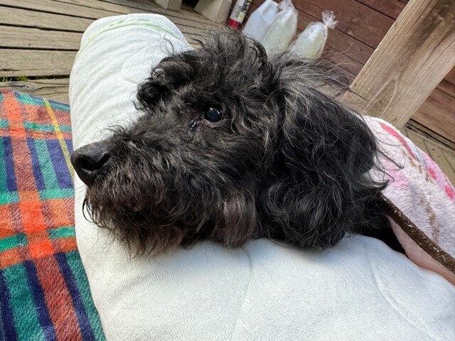 大阪の老犬ホーム