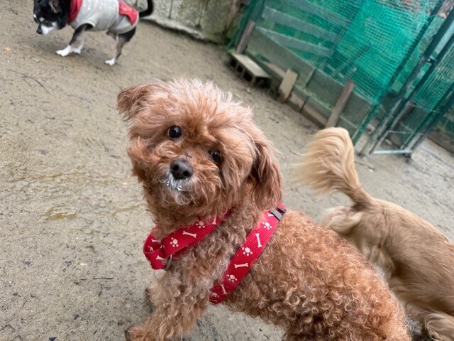 大阪の老犬ホーム