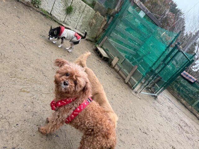老犬ホームあん