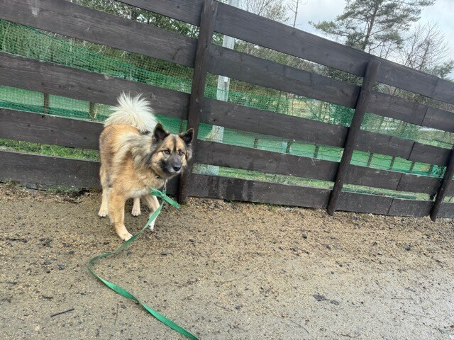 老犬ホームあん