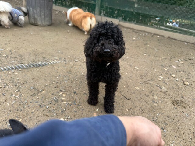 大阪の老犬ホーム