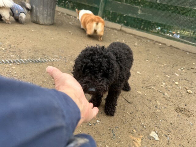 ドッグホテル京都