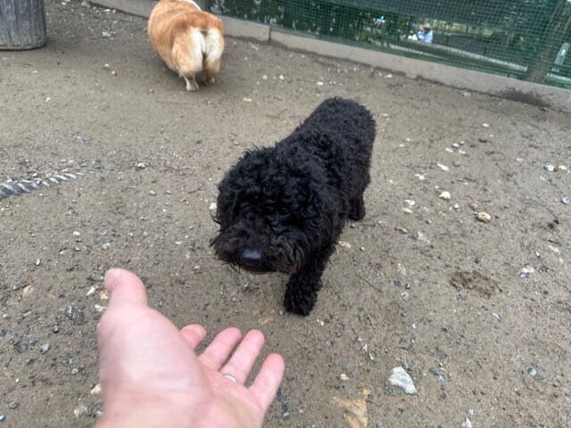 老犬ホーム大阪