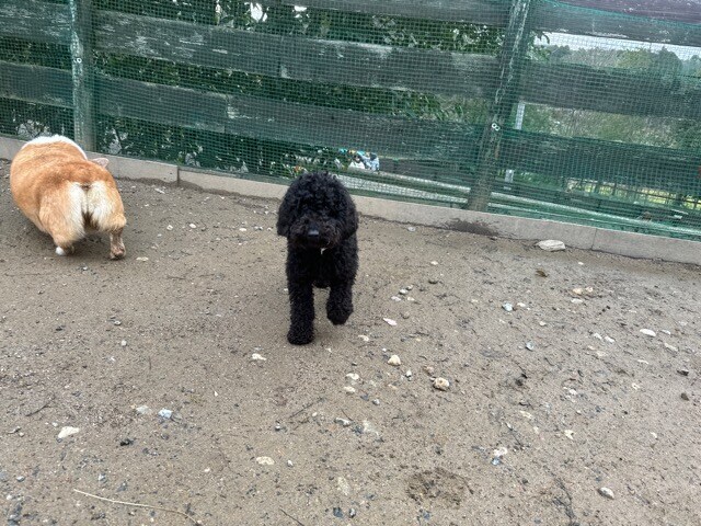 大阪の老犬ホーム