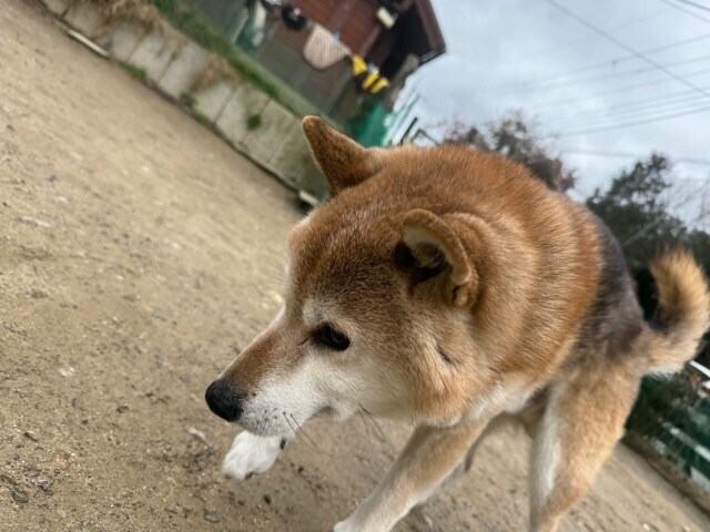 大阪の老犬ホーム