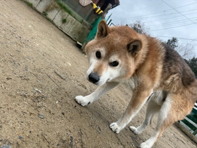 ドッグホテル京都