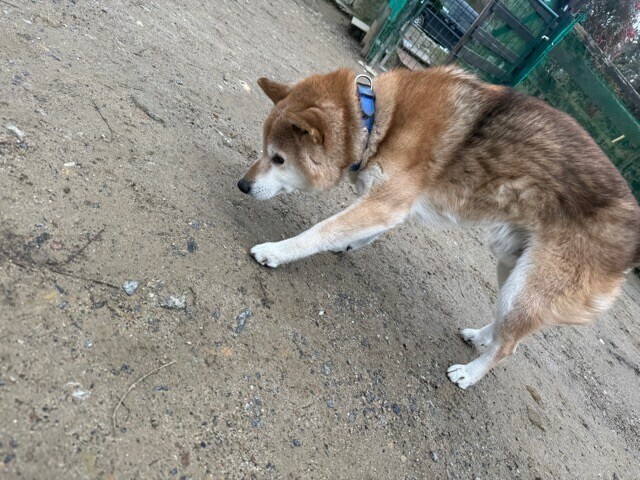 老犬ホーム大阪