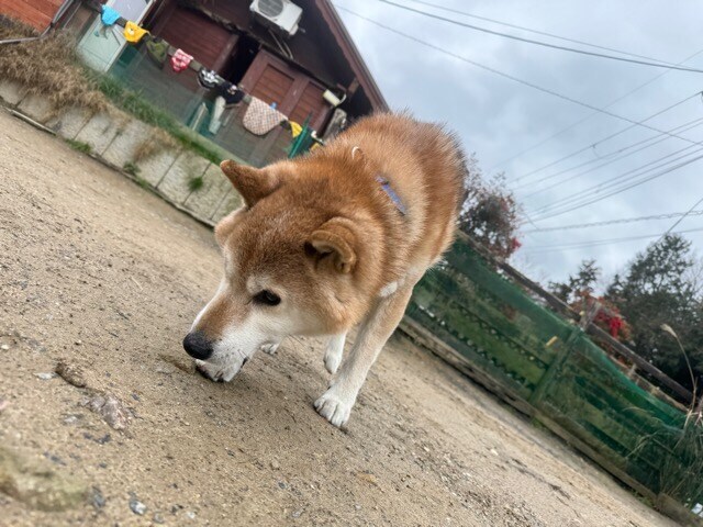 大阪の老犬ホーム