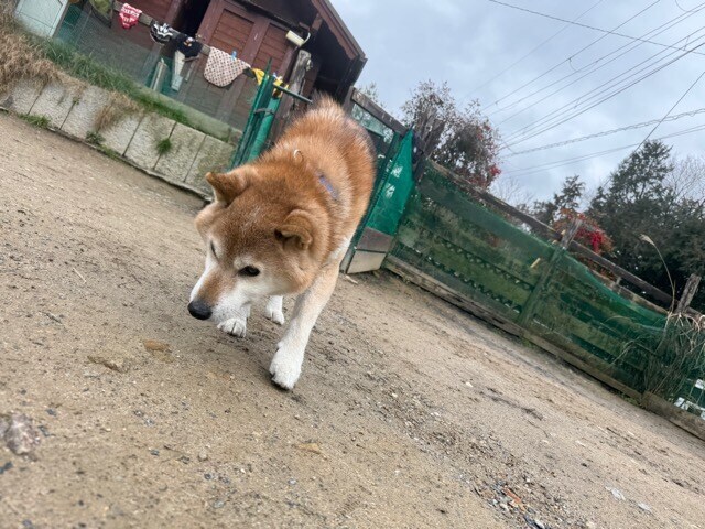 老犬ホームあん