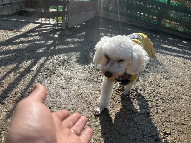 大阪の老犬ホーム