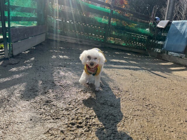 大阪の老犬ホーム