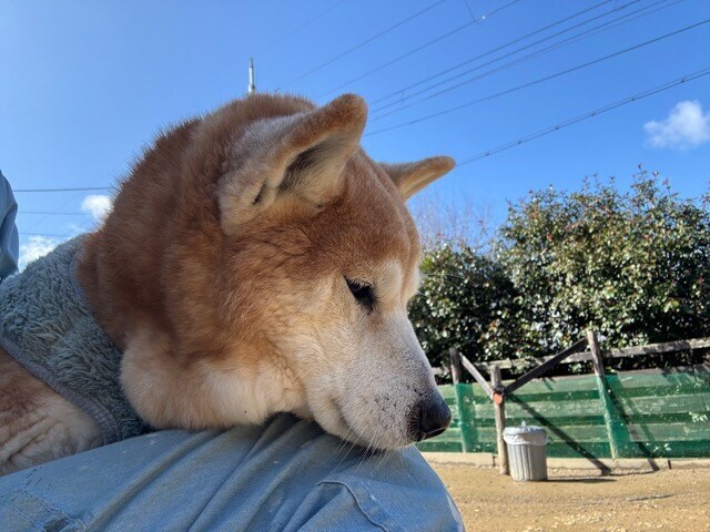 老犬ホーム大阪