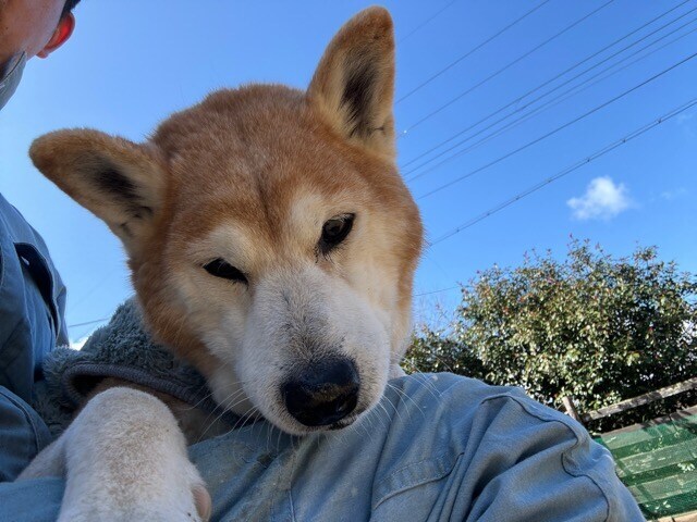 老犬ホームあん